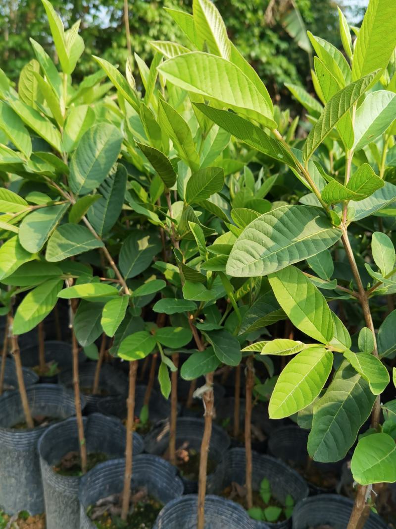 珍珠番石榴苗，西瓜红番石榴苗，红宝石番石，免费技术指导。