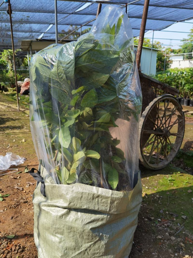 珍珠番石榴苗，西瓜红番石榴苗，红宝石番石，免费技术指导。
