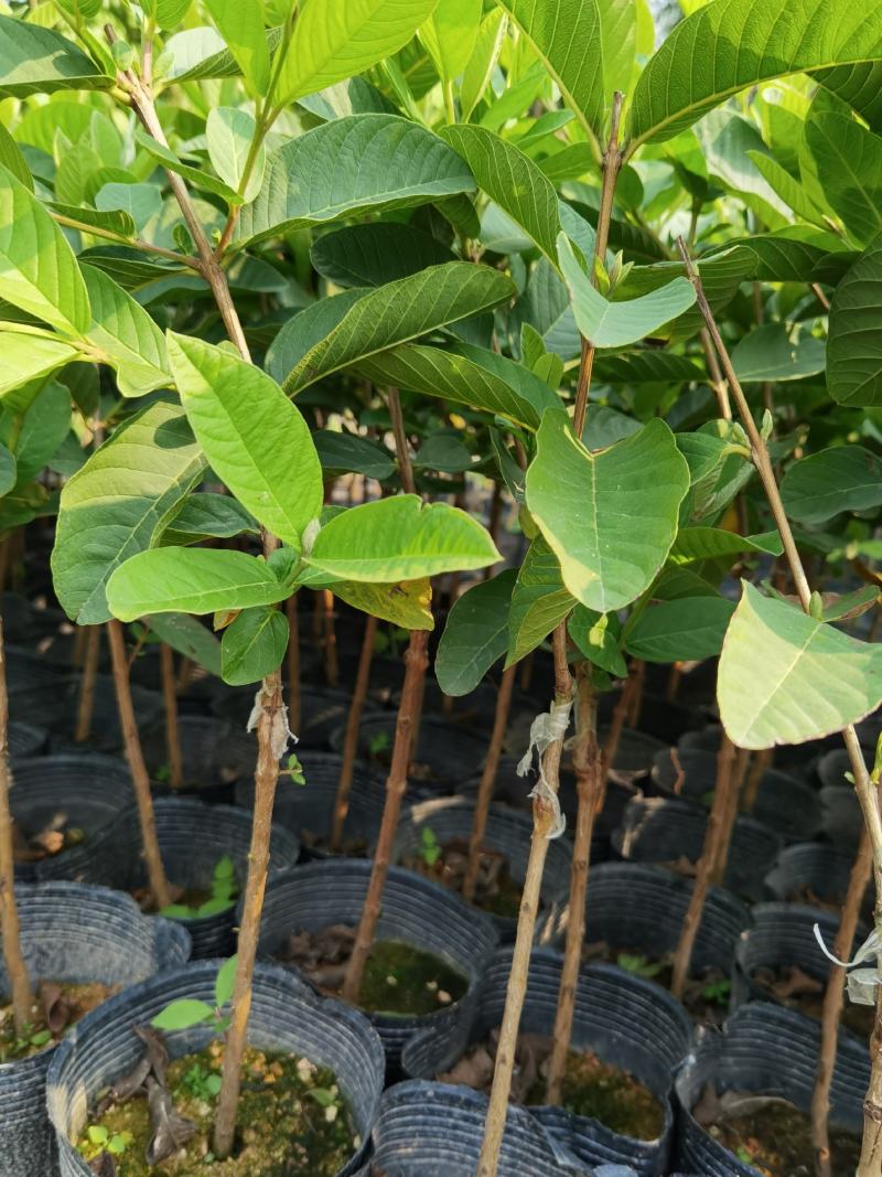 珍珠番石榴苗，西瓜红番石榴苗，红宝石番石，免费技术指导。