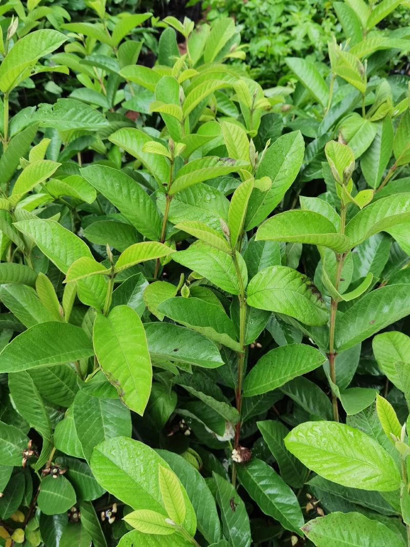 珍珠番石榴苗，西瓜红番石榴苗，红宝石番石，免费技术指导。