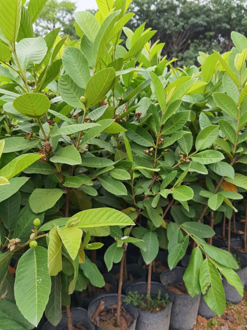 珍珠番石榴苗，西瓜红番石榴苗，红宝石番石，免费技术指导。