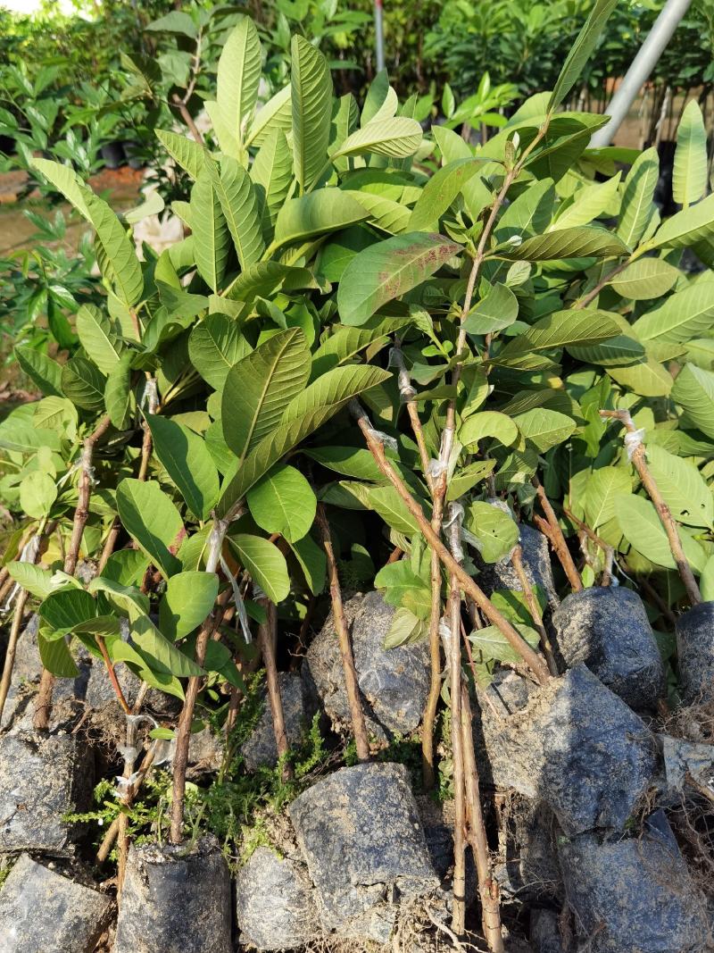 珍珠番石榴苗，西瓜红番石榴苗，红宝石番石，免费技术指导。