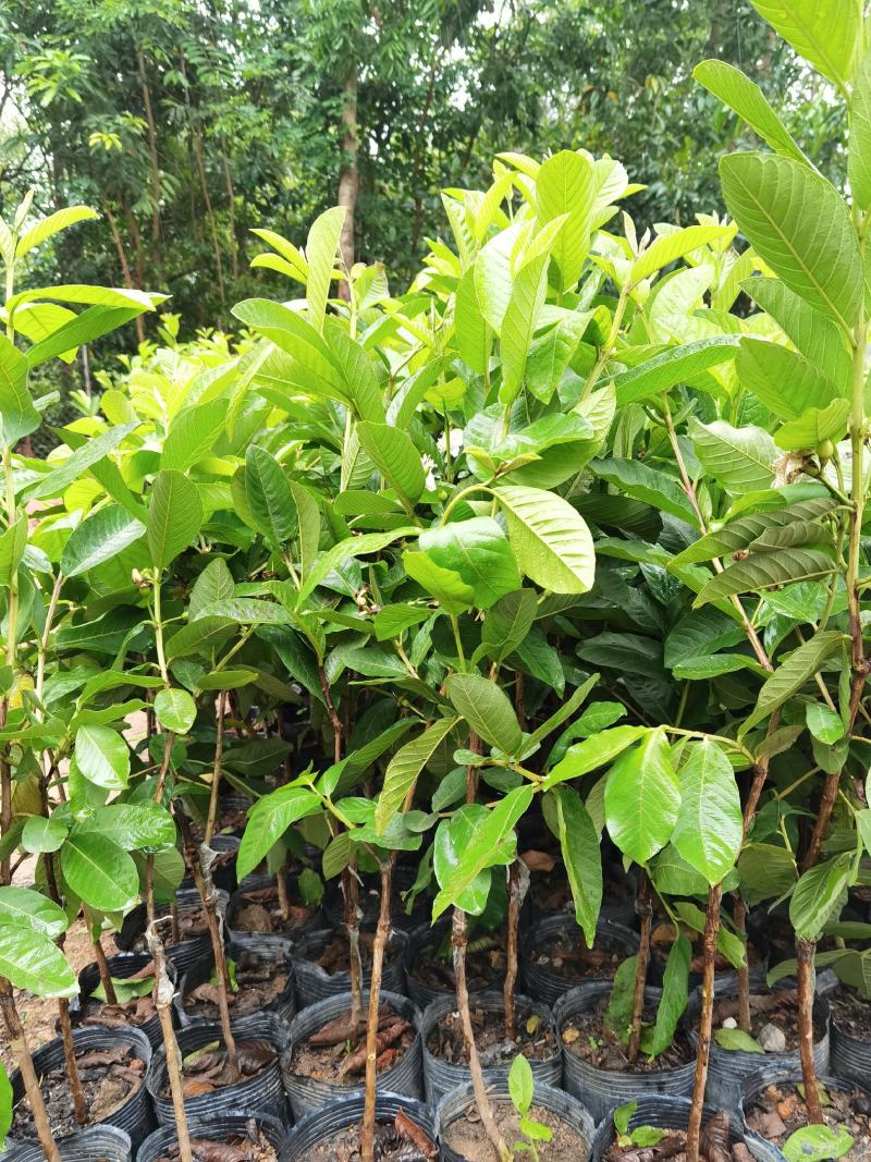 珍珠番石榴苗，西瓜红番石榴苗，红宝石番石，免费技术指导。