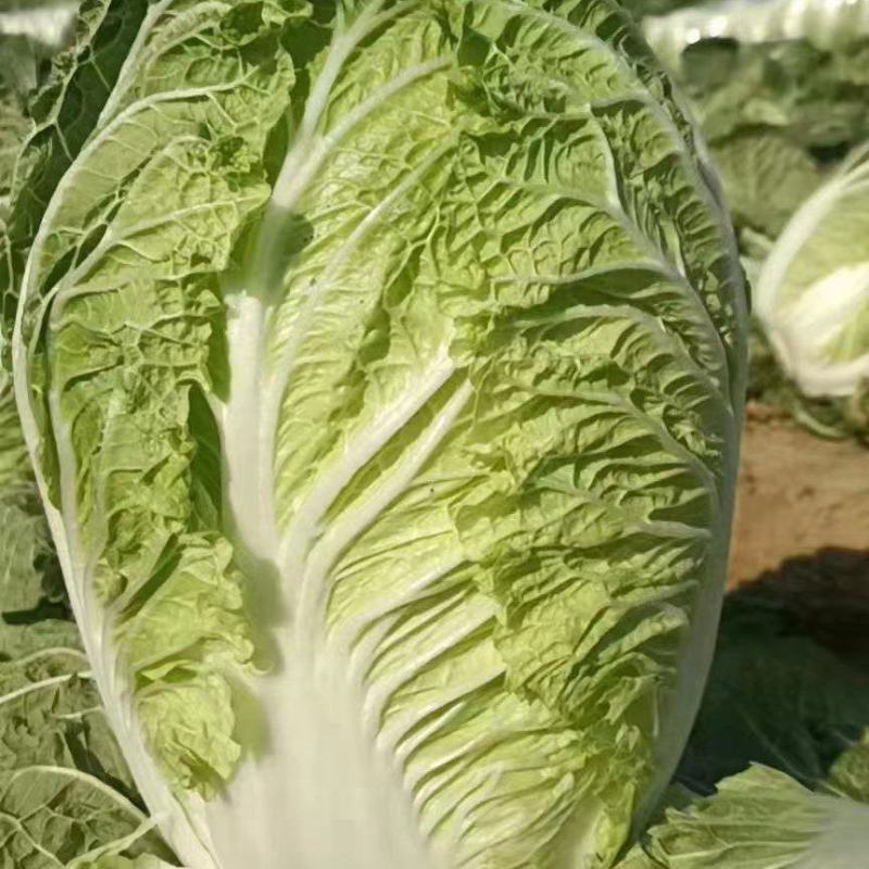 白菜大量供应，质量优，价格便宜，要的联系