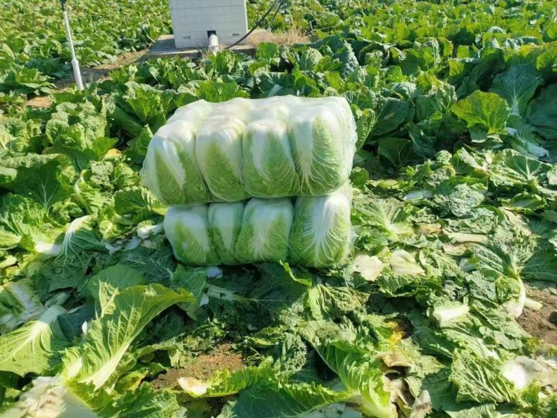 白菜大量供应，质量优，价格便宜，要的联系