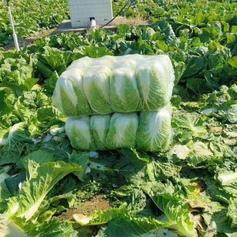 白菜大量供应，质量优，价格便宜，要的联系