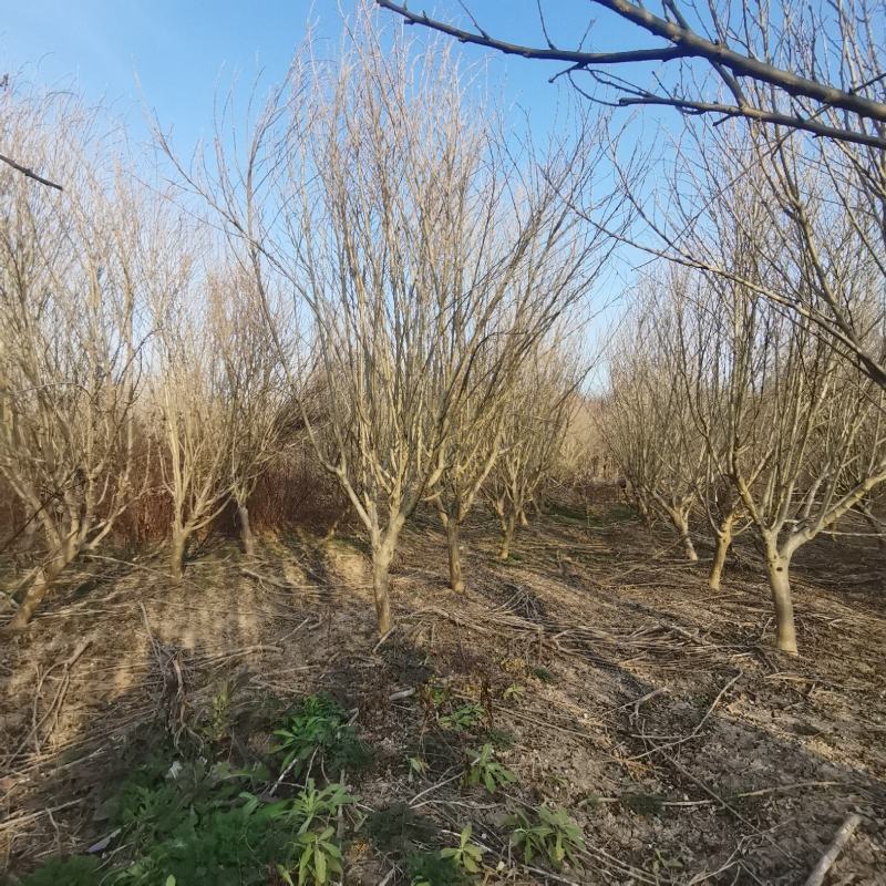 重瓣木槿沭阳基地直供无中间商有需要联系我！