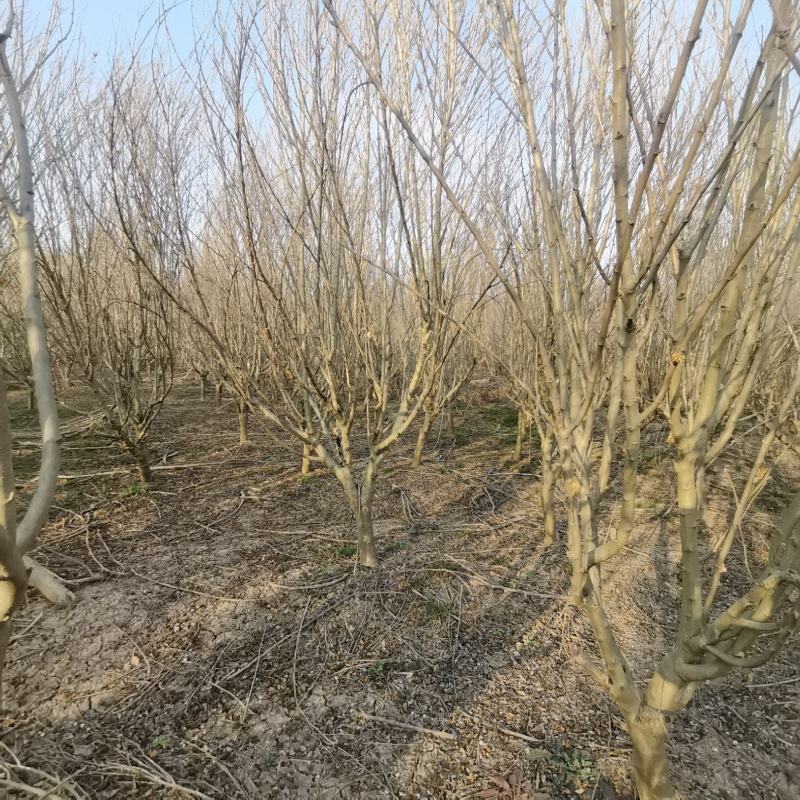 重瓣木槿沭阳基地直供无中间商有需要联系我！