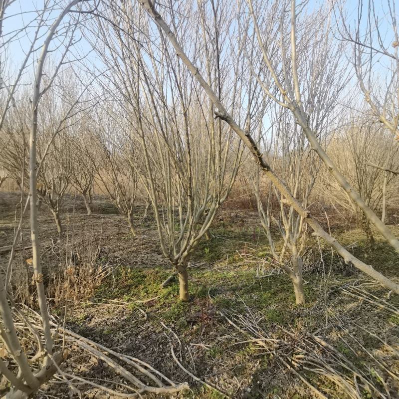 重瓣木槿沭阳基地直供无中间商有需要联系我！