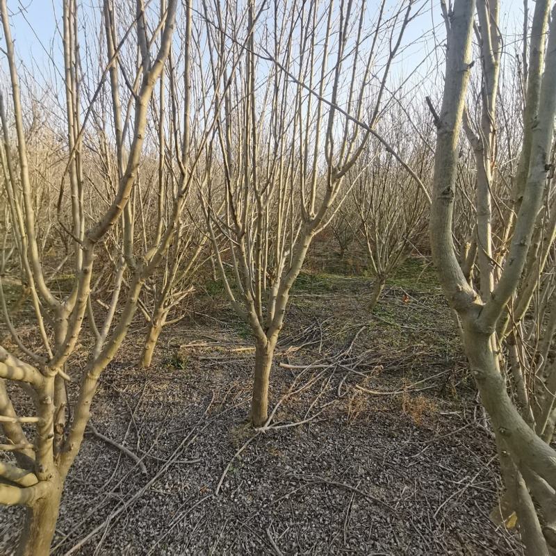 重瓣木槿沭阳基地直供无中间商有需要联系我！