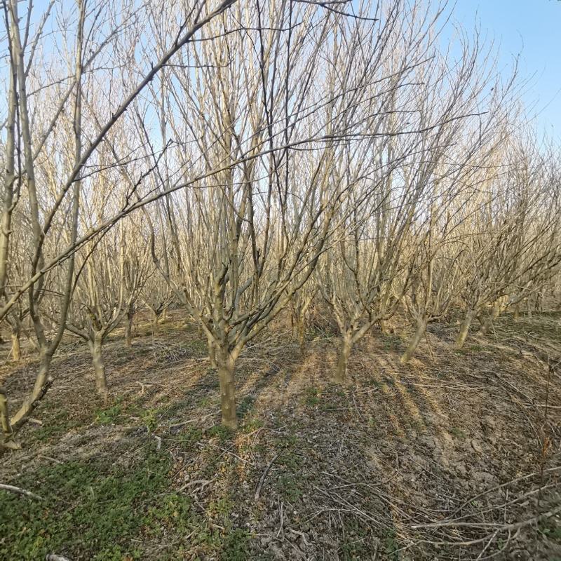 重瓣木槿沭阳基地直供无中间商有需要联系我！