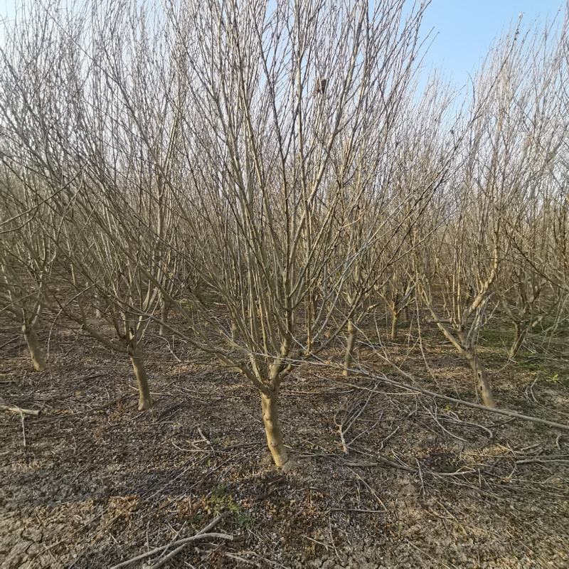 重瓣木槿沭阳基地直供无中间商有需要联系我！