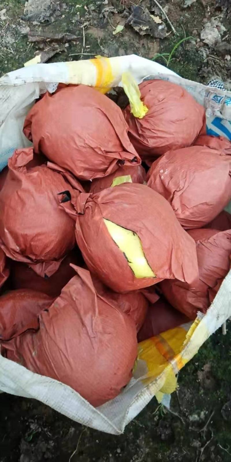 黄金梨苗，自己家苗圃基地培育的品种苗子