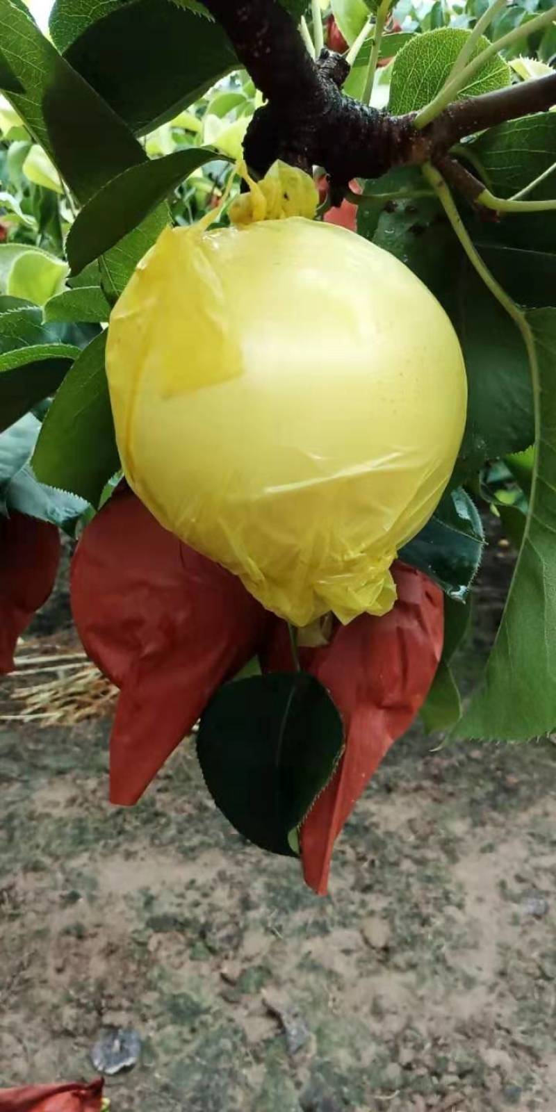 黄金梨苗，自己家苗圃基地培育的品种苗子