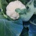 花菜大量上市白面青梗