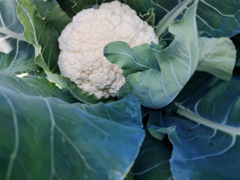 花菜大量上市白面青梗