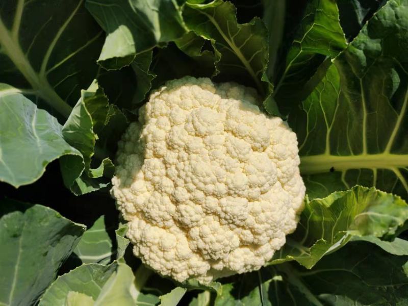 花菜大量上市白面青梗