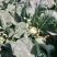 花菜大量上市白面青梗