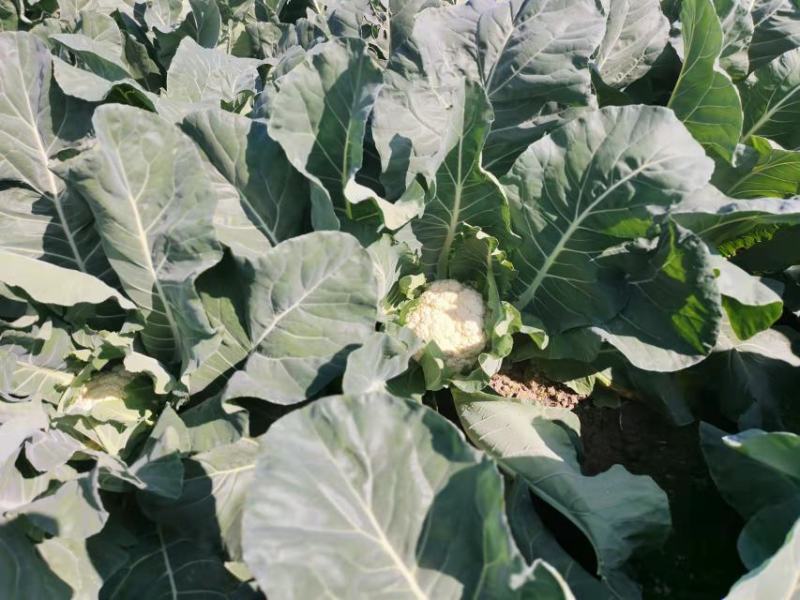 花菜大量上市白面青梗