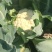 花菜大量上市白面青梗