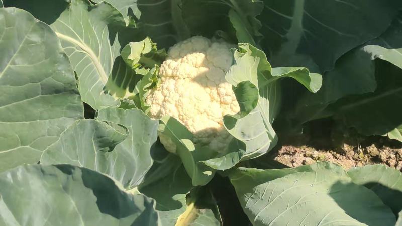 花菜大量上市白面青梗