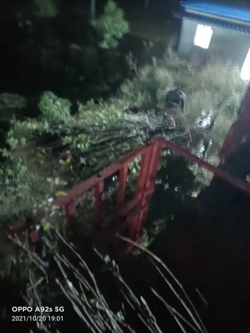 黄金梨苗，自己家苗圃基地培育的品种苗子