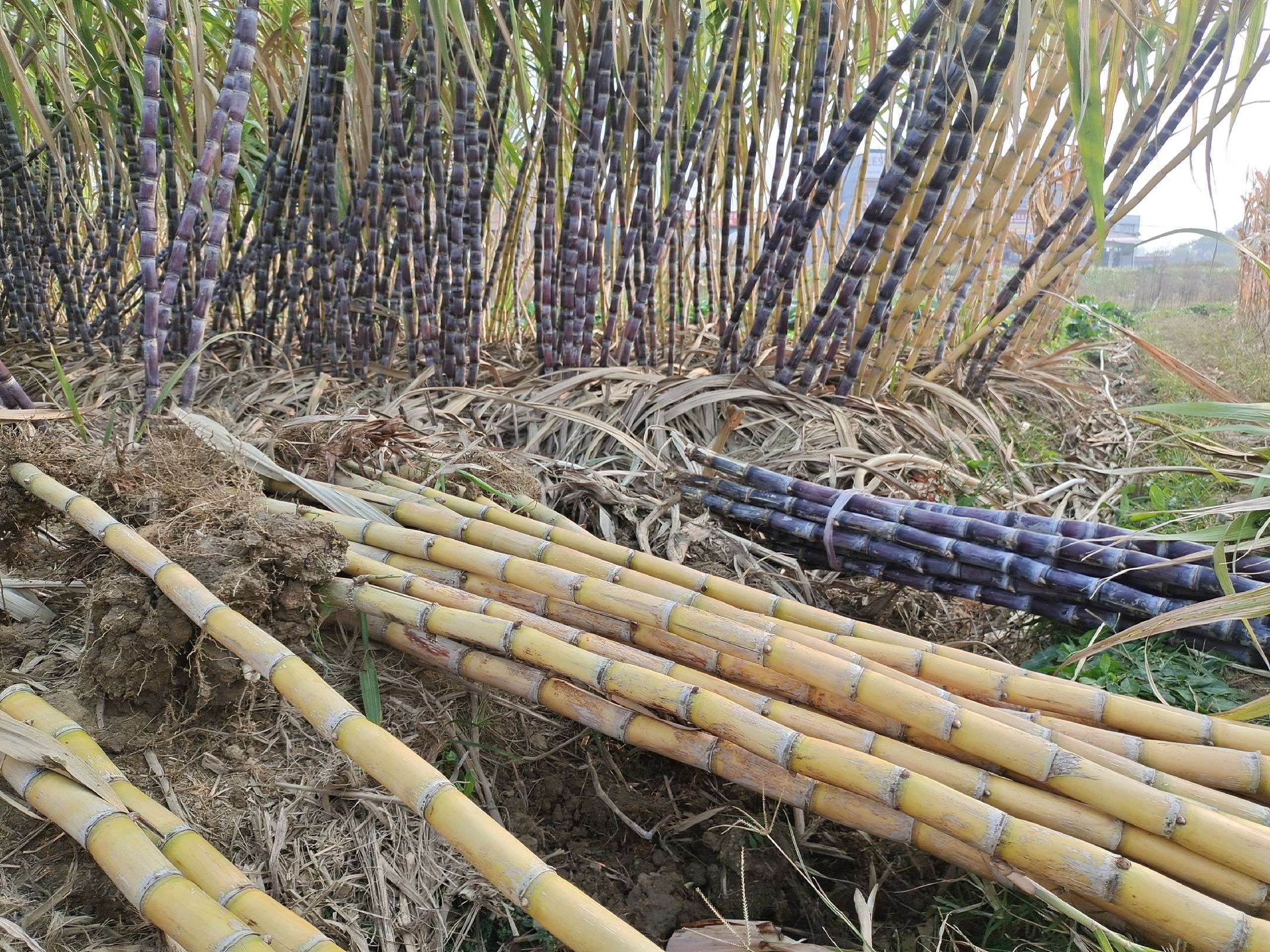 市场摊位上的黑皮甘蔗销售场景