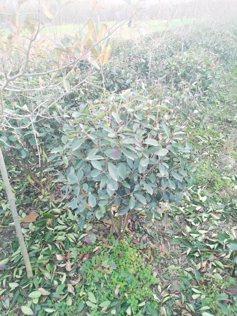 红叶石楠实球红叶石楠毛球红叶石楠精品实球