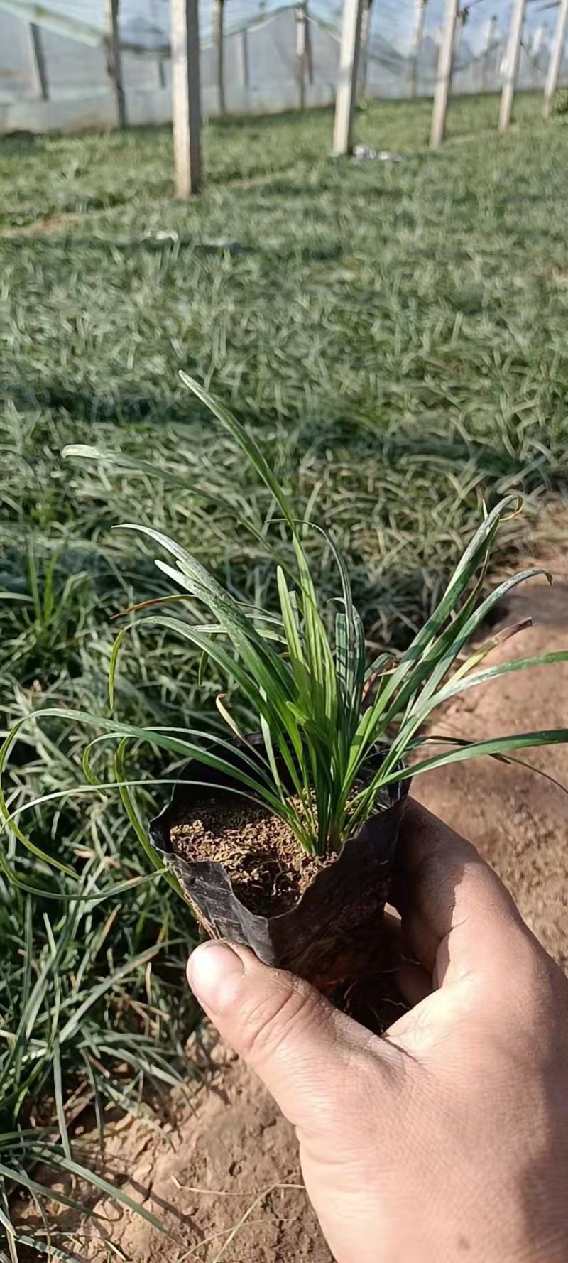 麦冬，中草药绿化植物，耐寒能力强，支持线上交易