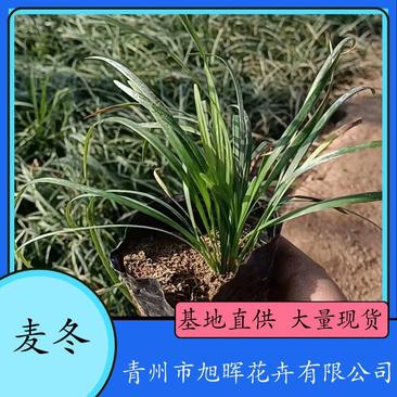 麦冬，中草药绿化植物，耐寒能力强，支持线上交易