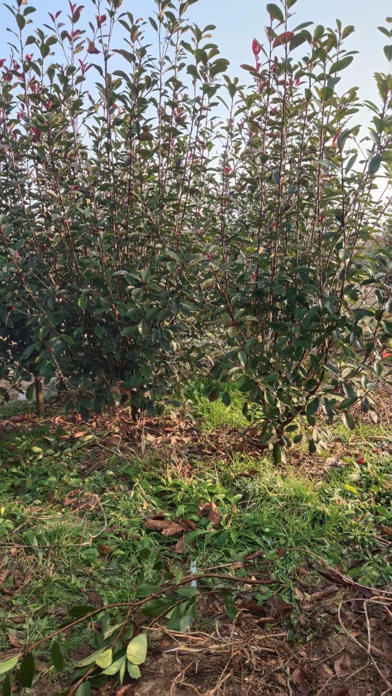 红叶石楠树低杆红叶石楠树高杆红叶石楠树