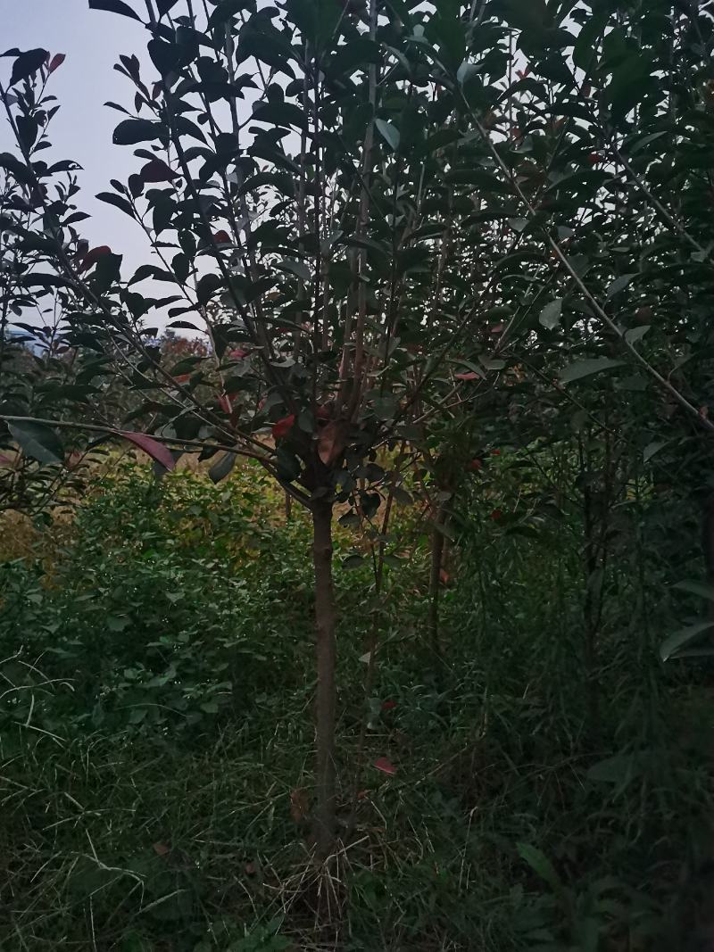 红叶石楠树低杆红叶石楠树高杆红叶石楠树