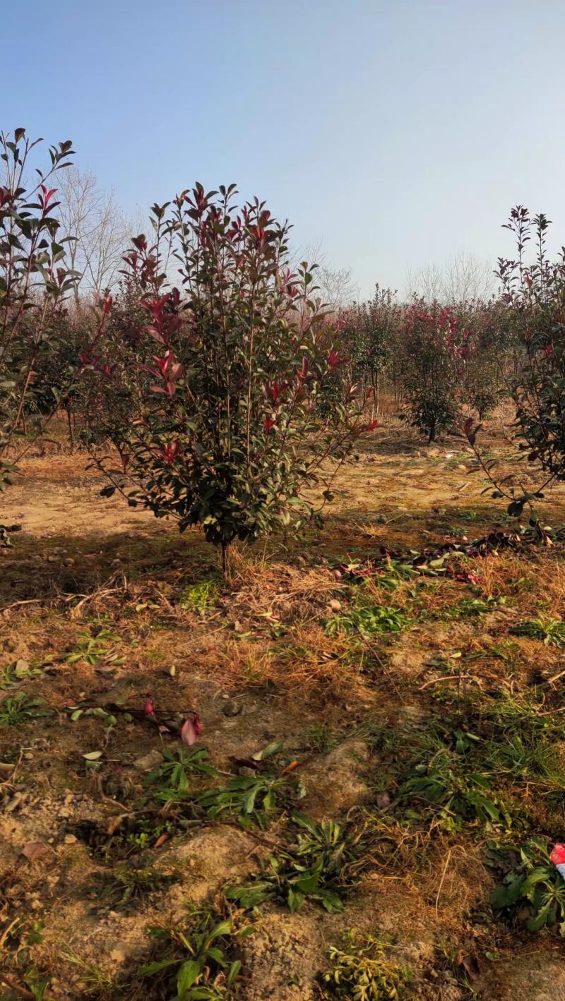 红叶石楠树低杆红叶石楠树高杆红叶石楠树