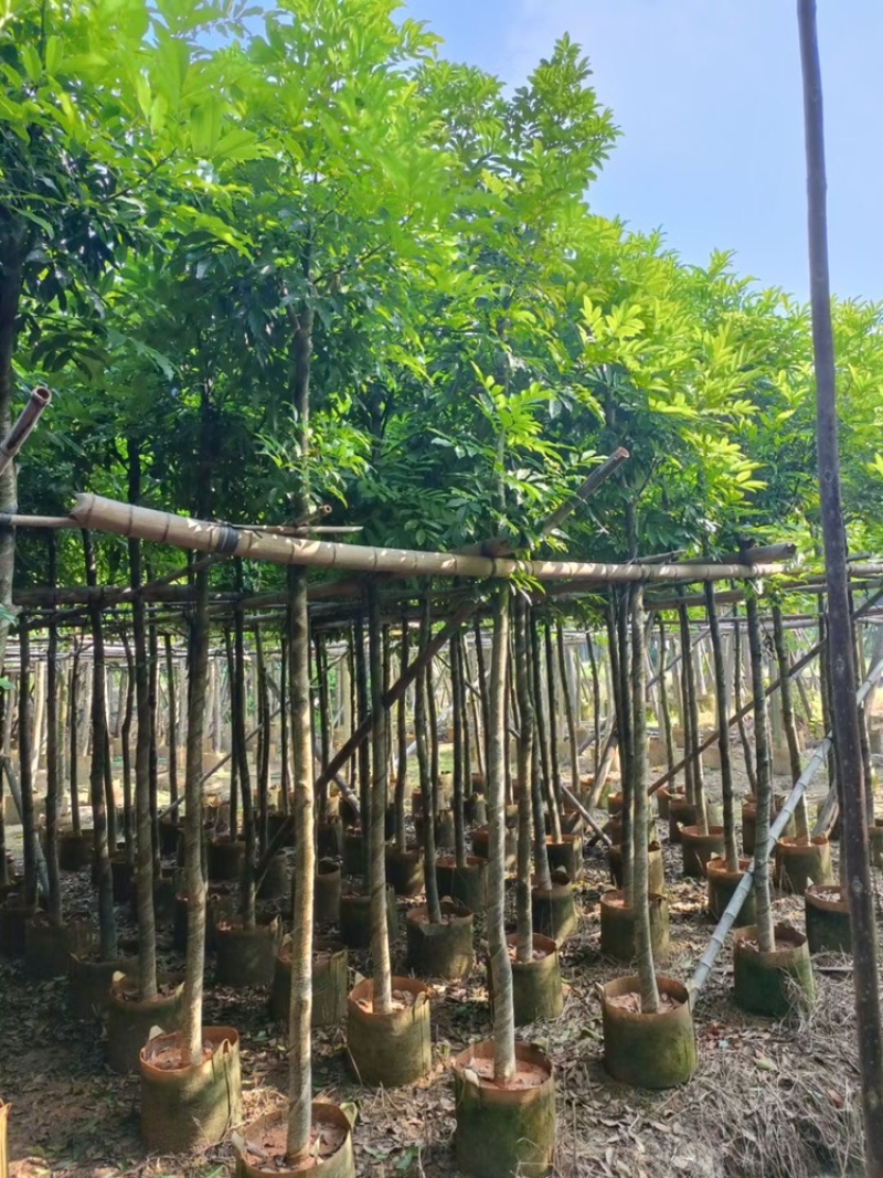 海南红豆