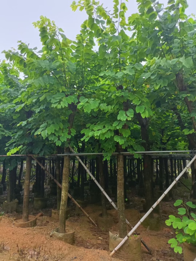 红花紫荆