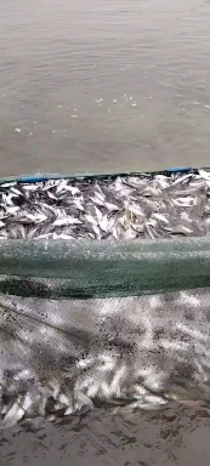 翘嘴白鱼苗大白刁鱼苗翘嘴鲌鱼苗白鱼规格苗