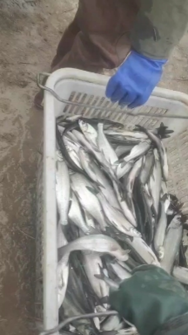 翘嘴白鱼苗大白刁鱼苗翘嘴鲌鱼苗白鱼规格苗