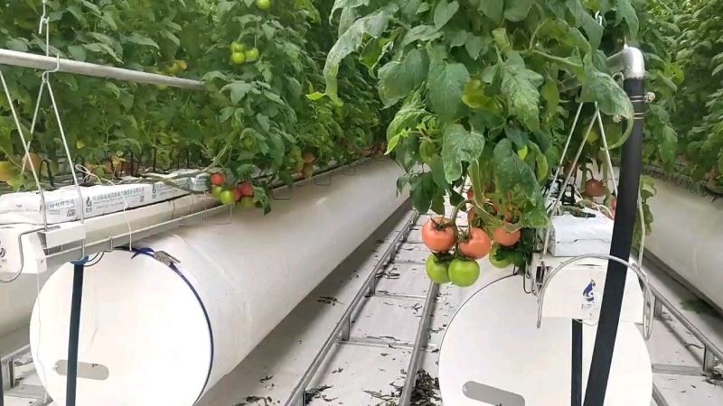 【西红柿】玻璃温室大棚种植，基地直供无土栽培雄蜂授粉