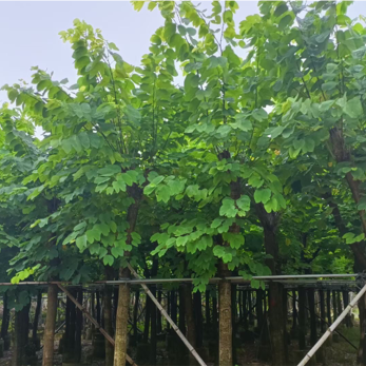 红花紫荆