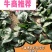 河南杞县通许趴地黑小圆叶菠菜大量上市，欢迎各位老板采购
