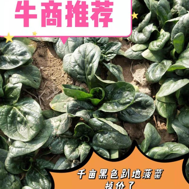 河南杞县通许趴地黑小圆叶菠菜大量上市，欢迎各位老板采购