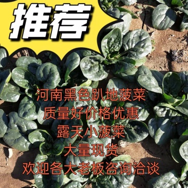 河南杞县通许趴地黑小圆叶菠菜大量上市，欢迎各位老板采购
