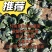河南杞县通许趴地黑小圆叶菠菜大量上市，欢迎各位老板采购