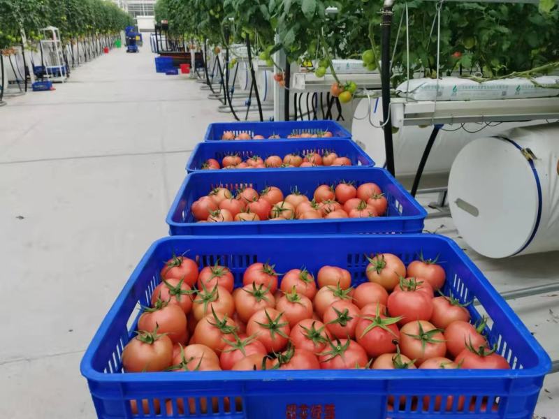 【硬粉西红柿】玻璃温室大棚种植基地直供无土栽培雄蜂授粉