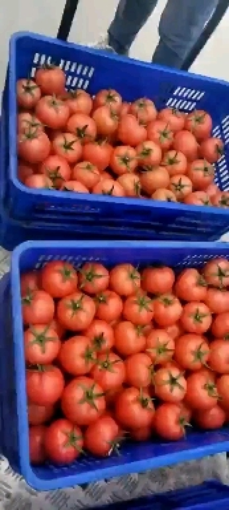 【硬粉西红柿】玻璃温室大棚种植基地直供无土栽培雄蜂授粉