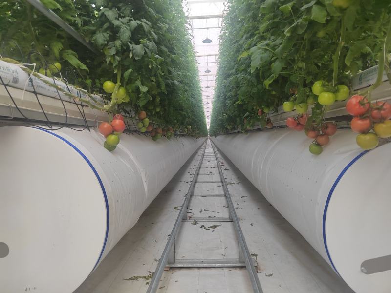 【硬粉西红柿】玻璃温室大棚种植基地直供无土栽培雄蜂授粉