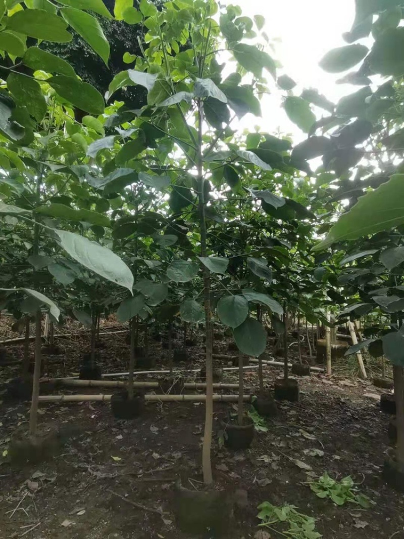 秋枫