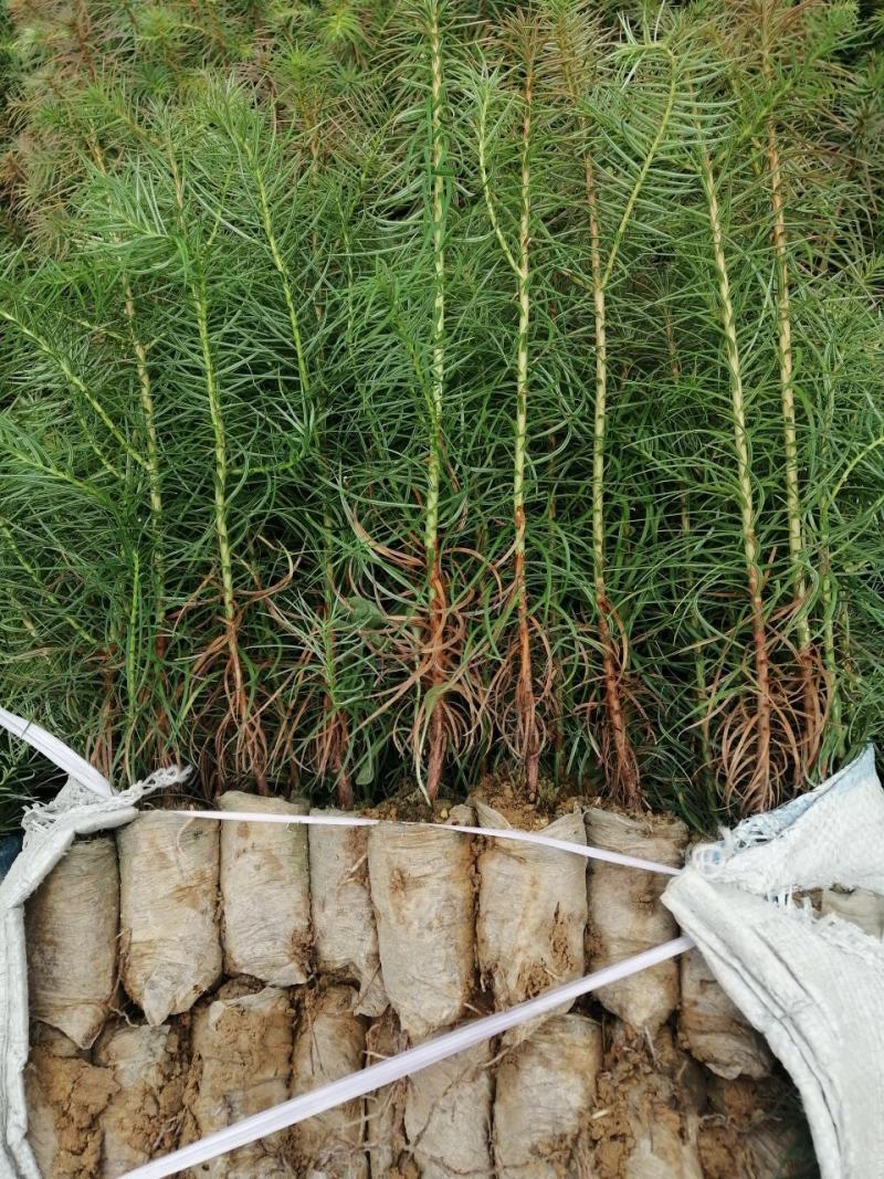 优质杉树苗速生杉木苗基地直发造林绿化园林工程批发