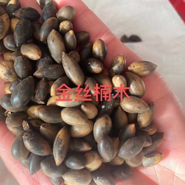 新采金丝楠木树种子四川金丝楠木种子紫楠种籽小叶桢楠