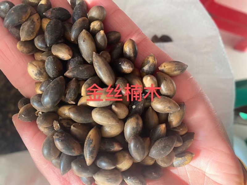 新采金丝楠木树种子四川金丝楠木种子紫楠种籽小叶桢楠